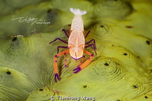 NEW CARPET by Tianhong Wang 